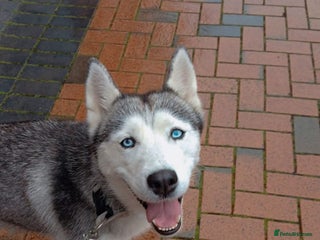 Siberian Husky dogs - Advert 1