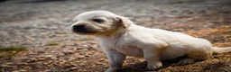Golden Retriever dogs for sale: Beautiful Soft Gentle Golden Retrievers  - Advert 10