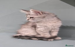 Maine Coon cats for sale: 1 GCCF Registered Female  - Image 9