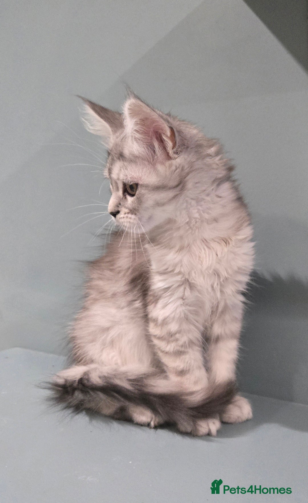 Maine Coon cats for sale: 1 GCCF Registered Female  - Image 9