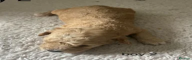 Cockapoo Puppy 2