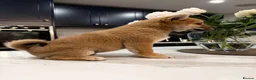 Japanese Shiba Inu dogs for sale: Exceptional Shiba Inu Puppies for Sale in London - Advert 5