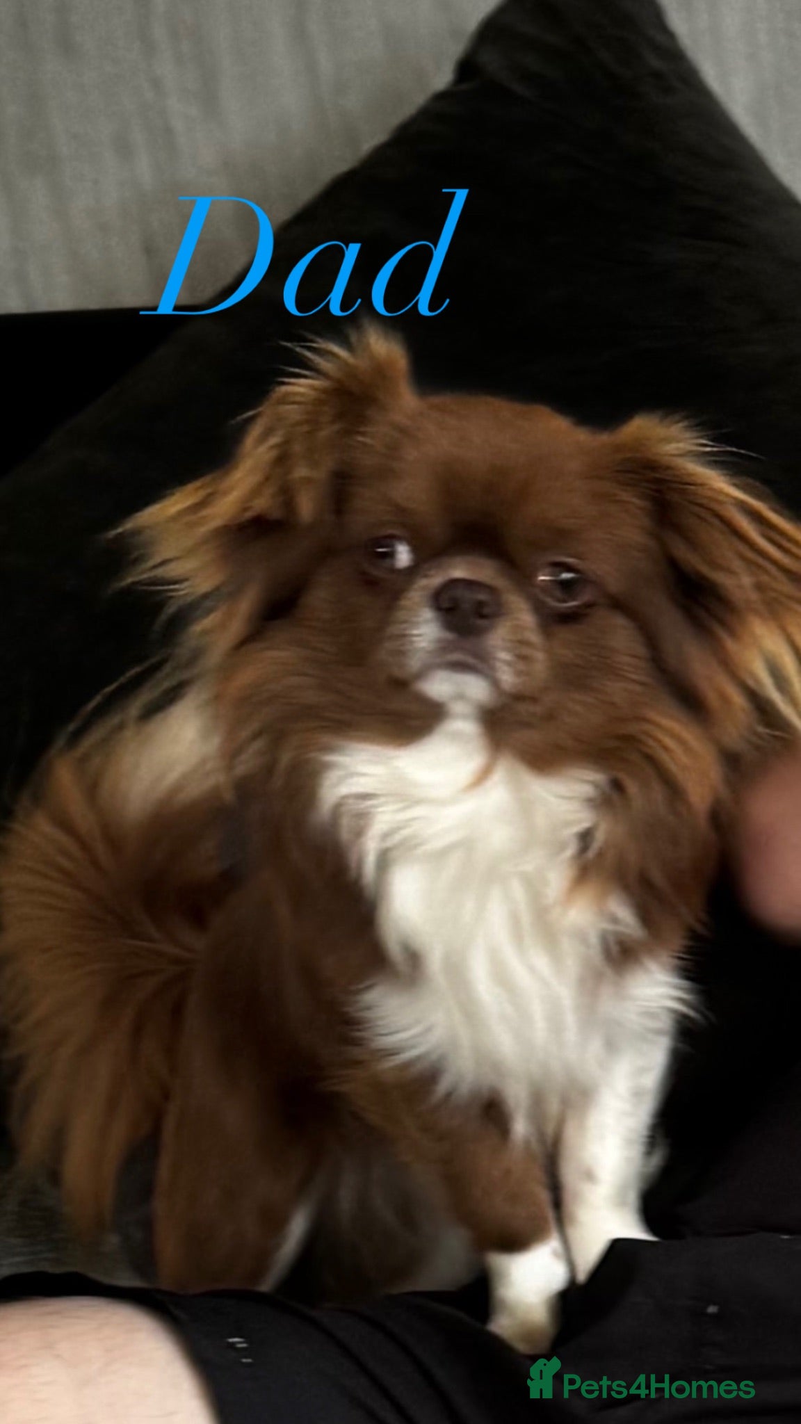 Chihuahua dogs Longhair apple head chihuahua Russian blood lines - Advert 2