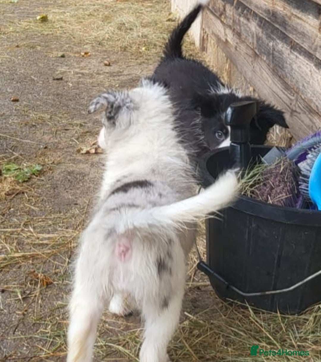Border Collie dogs for sale: Border Collie Puppies - Image 4