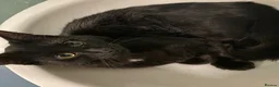 Bombay cats for sale: Black cat - Advert 7