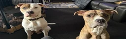 American Bulldog dogs for sale: American bulldog puppies  - Advert 1