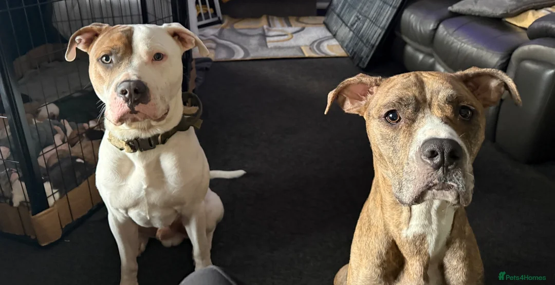 American Bulldog dogs for sale: American bulldog puppies  - Advert 1