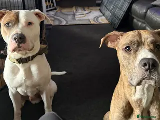 American Bulldog dogs American bulldog puppies - Advert 4