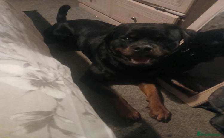 Rottweiler dogs Rehoming Rosco  - Advert 10