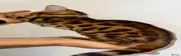 Bengal cats for sale: Beautiful Purebred Bengal Kittens – Ready Now! - Advert 8