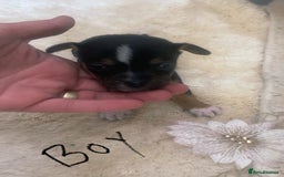 Chihuahua dogs for sale: Last 2 Chihuahua pups - Image 5