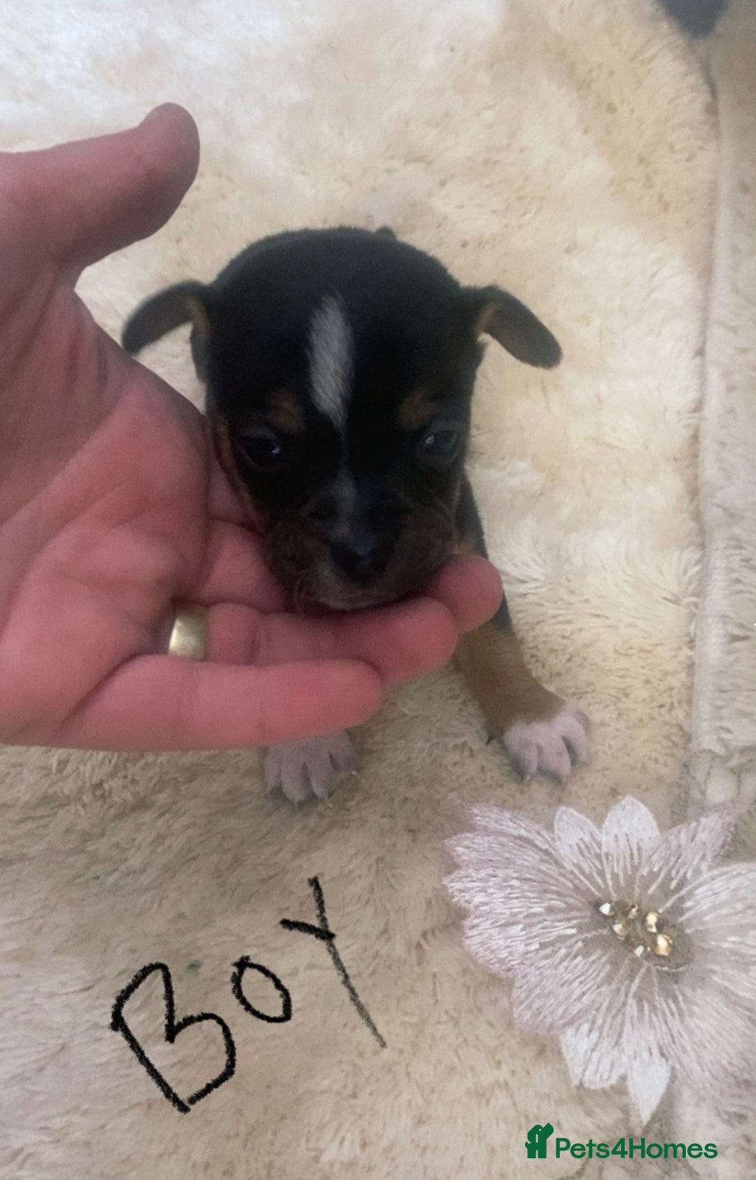 Chihuahua dogs for sale: Last 2 Chihuahua pups - Image 5