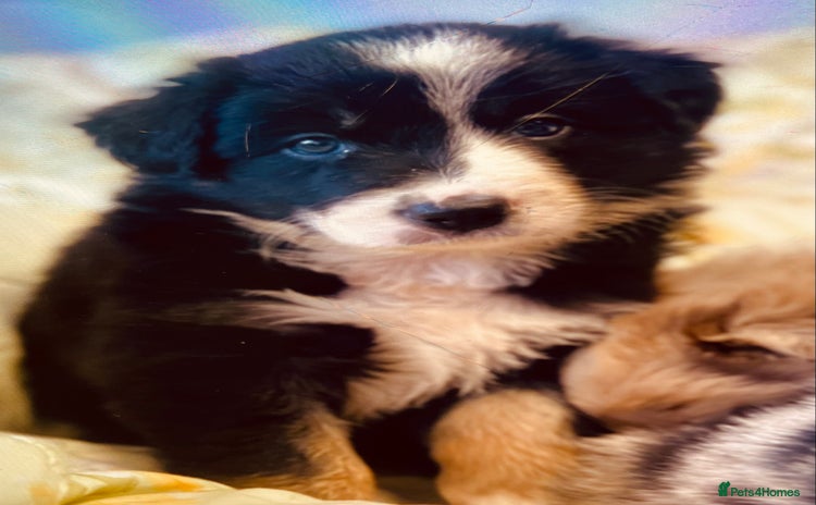 Border Collie dogs - Advert 7