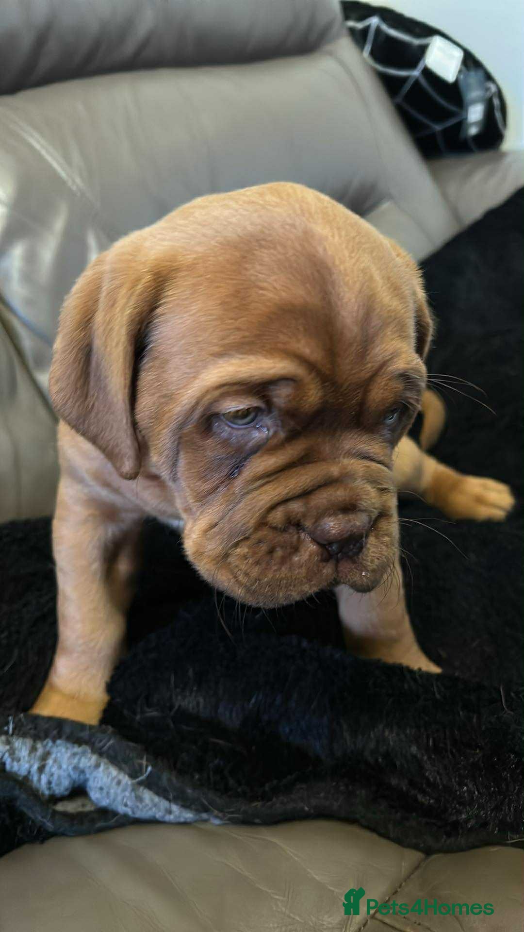 Dogue De Bordeaux dogs for sale: KC Dogue de Bordeaux Girl – Champion Bloodline - Advert 5