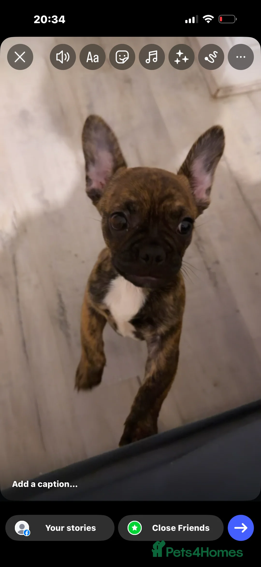 Mixed Breed dogs for sale: 12 weekold Frenchie mixed Yorkshire terrier - Advert 3