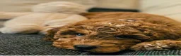 Cavapoo dogs for sale: Cavapoo F1B Beautiful puppies Due 20th June  - Advert 16