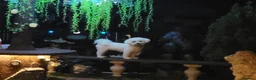 Zuchon dogs for sale: Zuchon pups - Advert 4