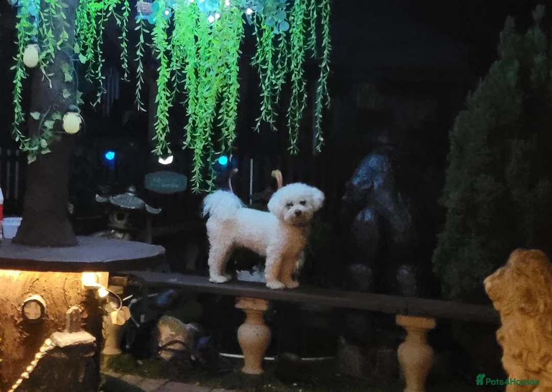 Zuchon dogs for sale: Zuchon pups - Advert 4