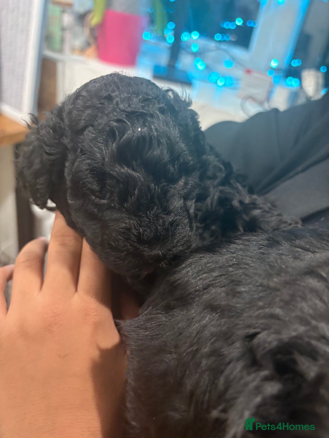 Cockapoo dogs for sale: Gorgeous Litter  - Advert 5