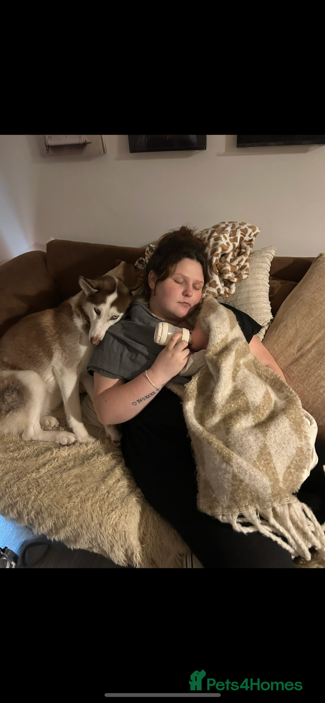 Siberian Husky dogs for sale: Female red and white Siberian husky  - Image 3