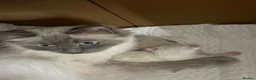 Ragdoll cats for sale: Ragdoll girls - Advert 6