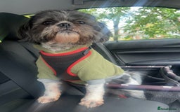 Shih Tzu dogs for stud: First Time Stood  - Advert 5