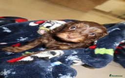 Cockapoo dogs for sale: Beautiful f1b Cockapoo puppy's   - Advert 18