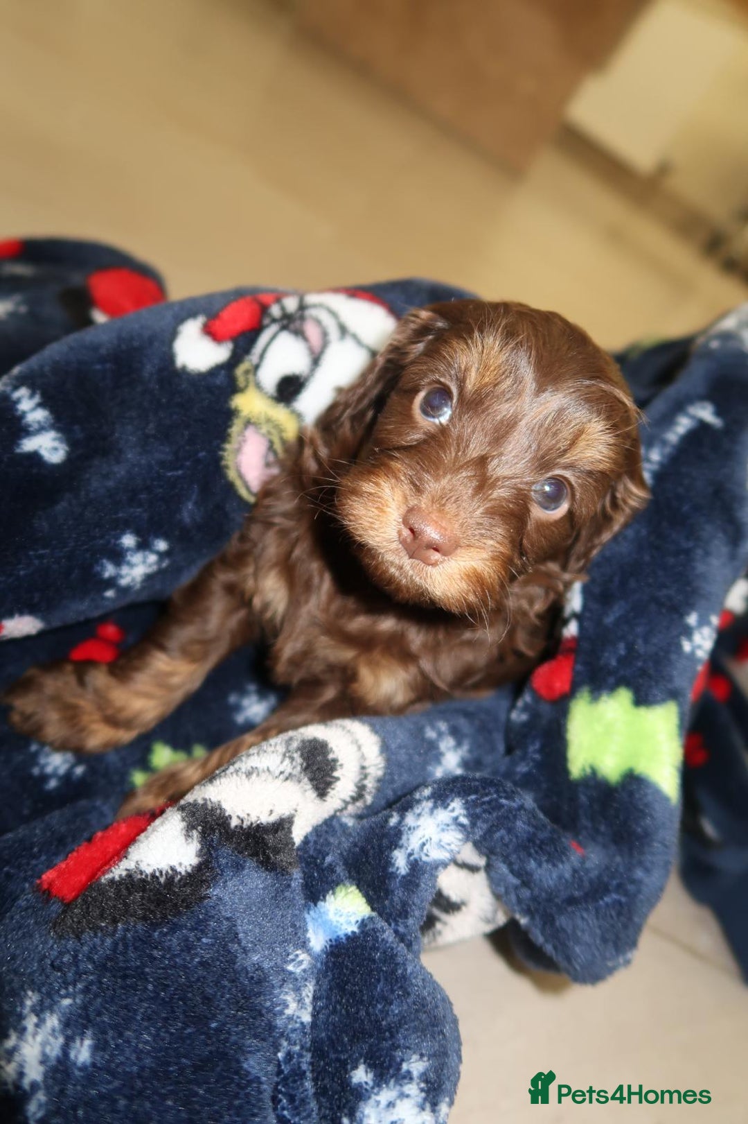 Cockapoo dogs for sale: Beautiful f1b Cockapoo puppy's   - Advert 18