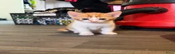 Mixed Breed cats for sale: Adorable little kittens. Mixed breed.  - Advert 10
