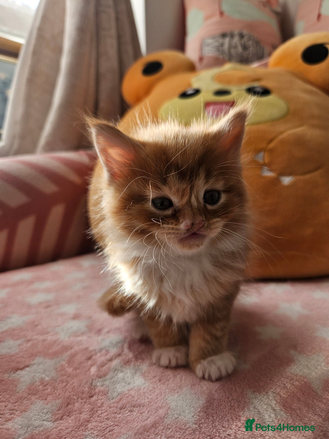 Mixed Breed cats for sale: Beautiful ginger mix long hair maine coon kittens - Advert 21