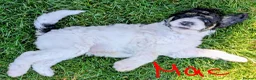 Goldendoodle dogs for sale: 🐾 Beautiful Standard Goldendoodle Puppies 🐾 - Advert 20