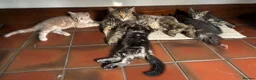 Ragdoll cats for sale: Lovely Kittens - Advert 17