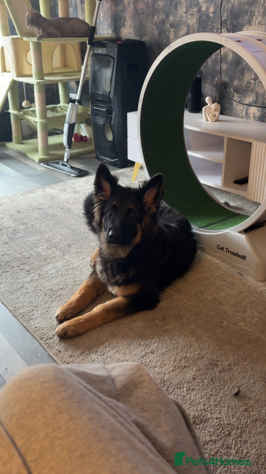 German Shepherd dogs for sale: German shepherd  - Image 4