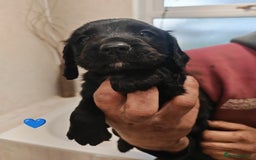 Sprocker dogs for sale: Sprockers puppies available - Image 4