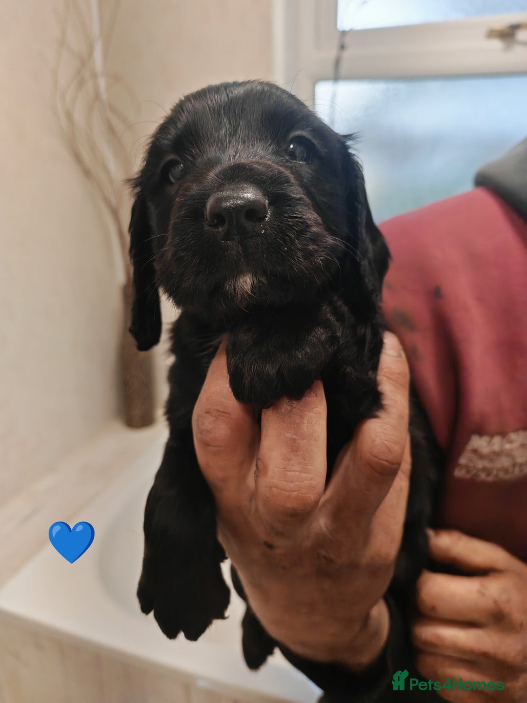 Sprocker dogs for sale: Sprockers puppies available - Image 4