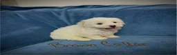 Bichon Frise dogs for sale: 6 Beautiful bichon frise puppies 🐶  in Doncaster - Advert 22