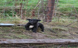 Borador dogs for sale: Labrador x Collie puppies - Image 10