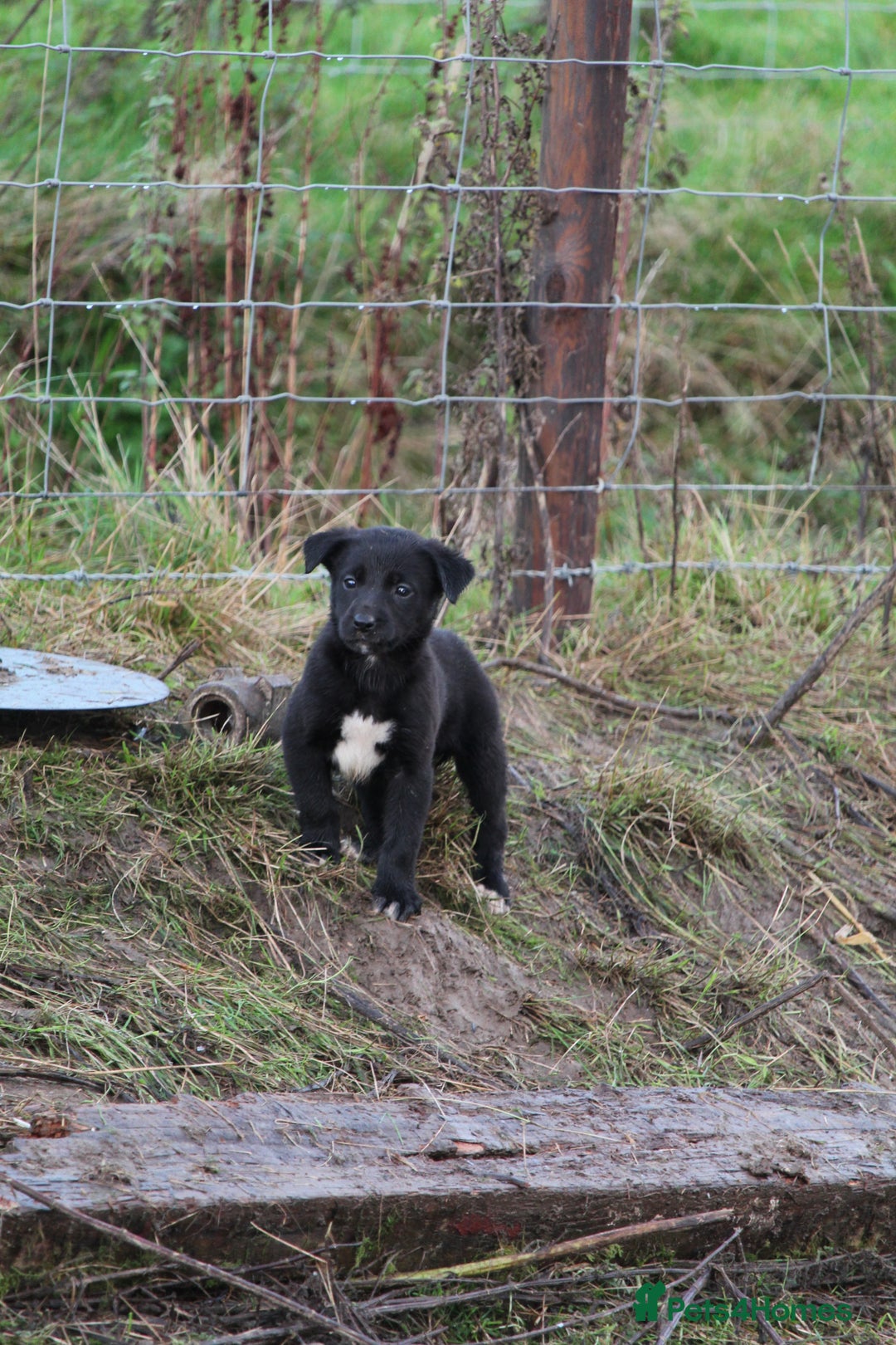 Borador dogs for sale: Labrador x Collie puppies - Image 10