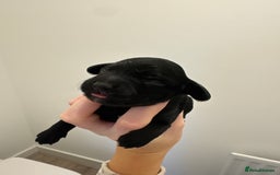 Cockapoo dogs for sale: Cockapoo litter  - Image 2