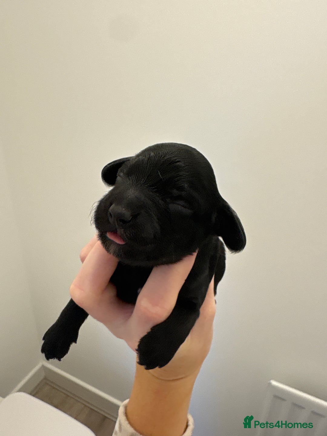 Cockapoo dogs for sale: Cockapoo litter  - Image 2