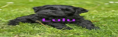 Sproodle Puppy 4