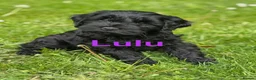 Sproodle dogs for sale: Sproodles – Multigen Puppies in Peterculter - Advert 10