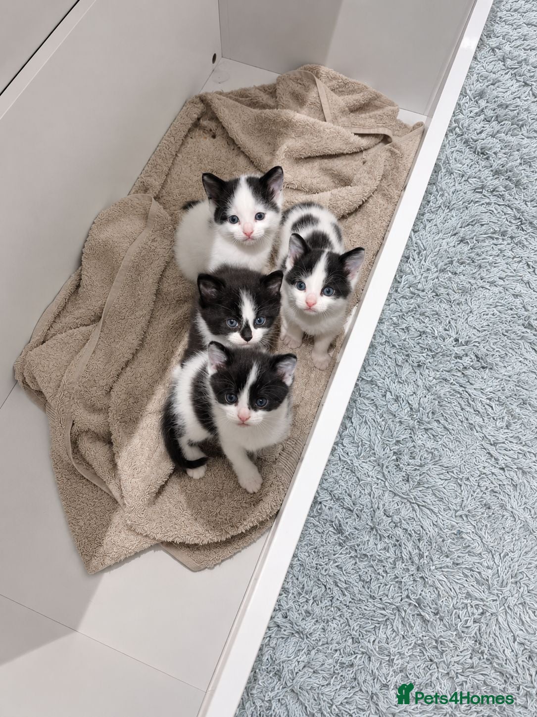 Mixed Breed cats 4 gorgeous female black and white kittens. - Advert 14