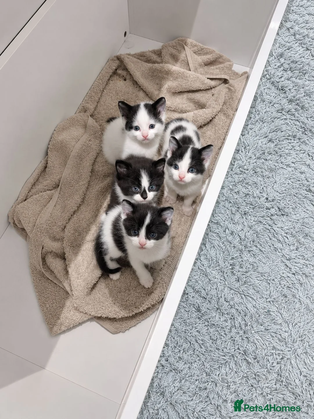 Mixed Breed cats for sale: 4 gorgeous female black and white kittens. - Advert 1