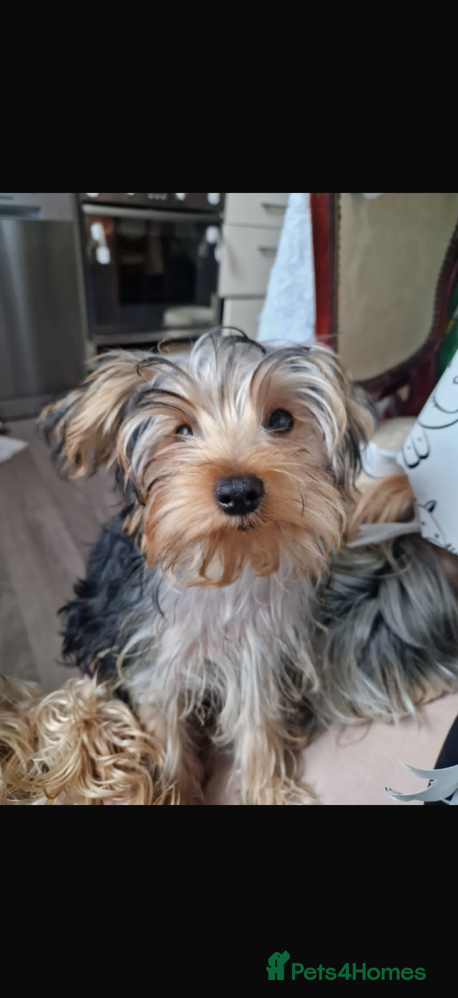 Yorkshire Terrier dogs 2 Vaccinated & Microchipped Male Puppies Ready Now - Advert 1