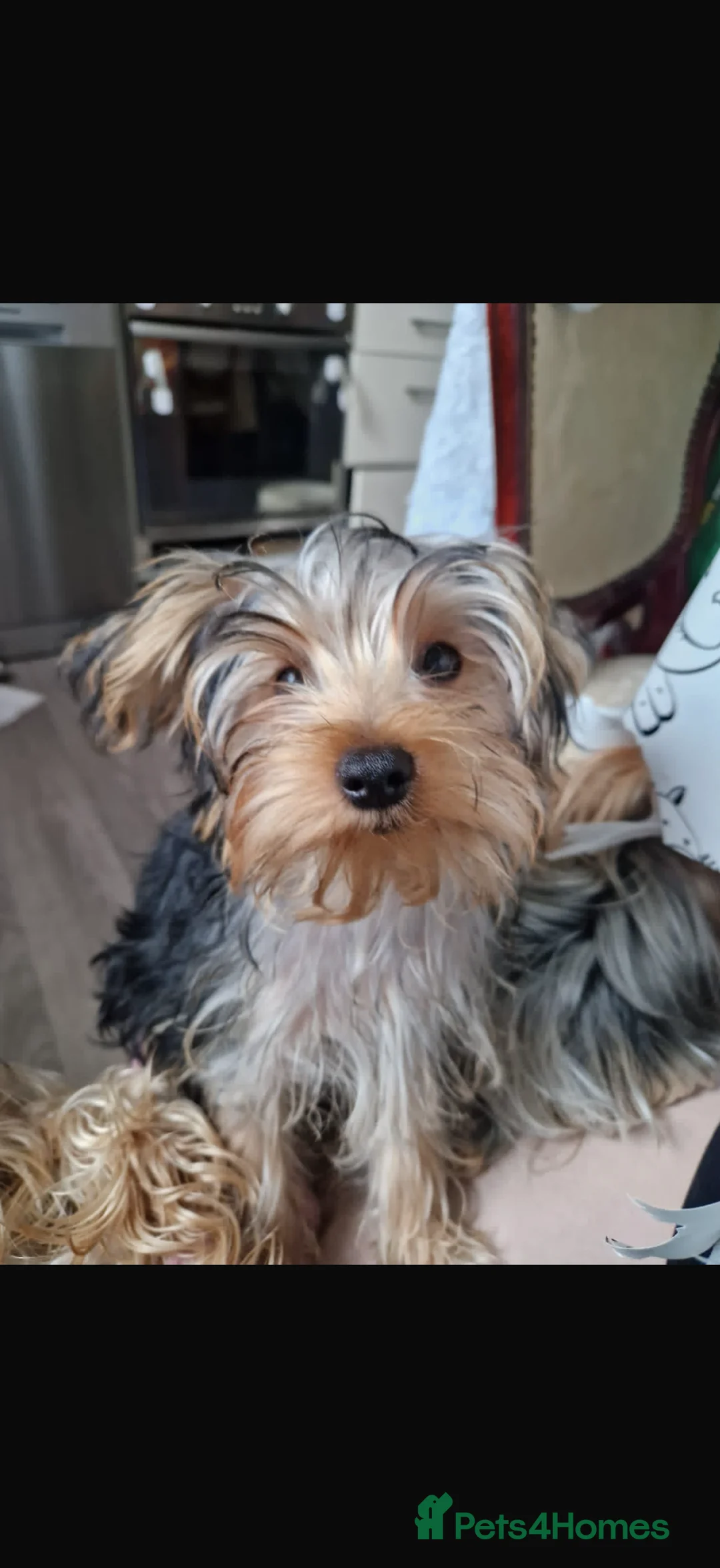 Yorkshire Terrier dogs for sale: 2 Vaccinated & Microchipped Male Puppies Ready Now in Malton - Advert 1