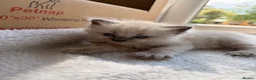 Ragdoll cats for sale: Gorgeous Blue Point Ragdoll Kittens Available  - Advert 24