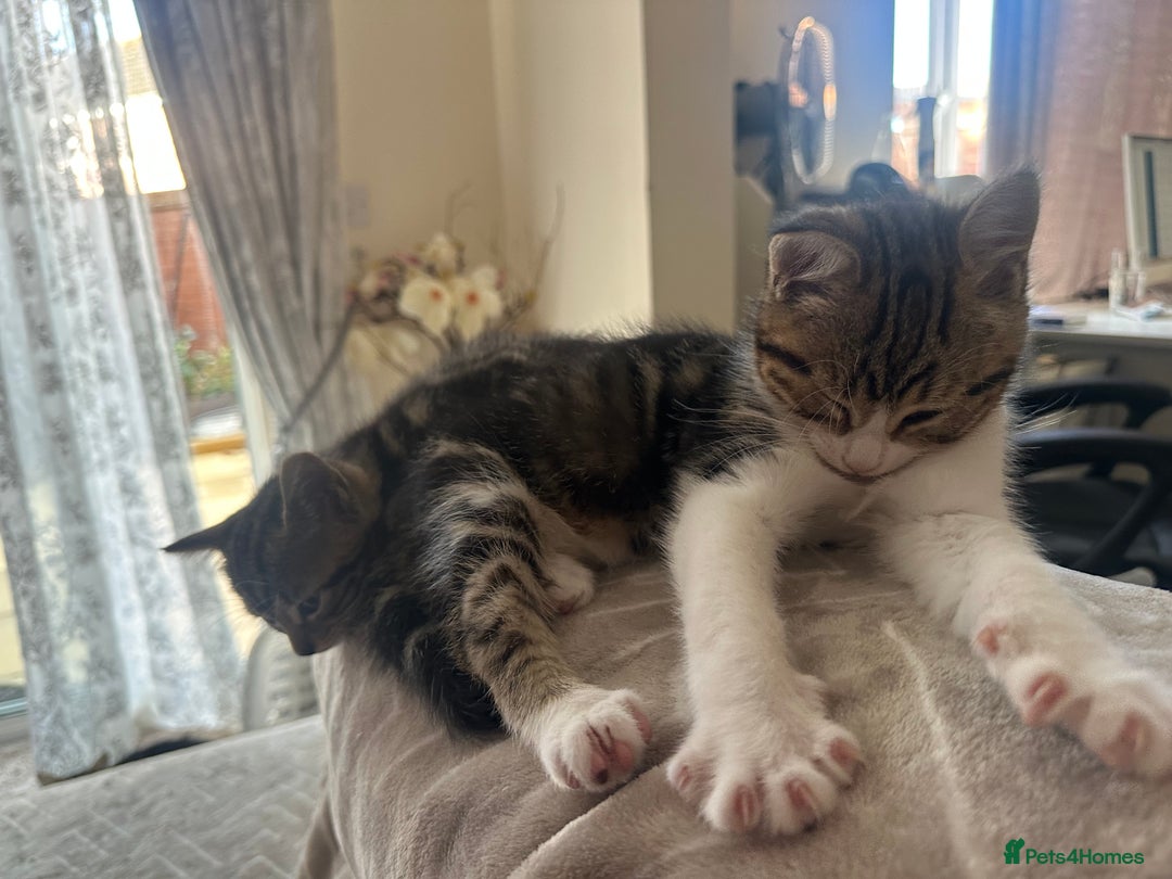 Mixed Breed cats for sale: Cute baby kittens looking for a new home - Image 2