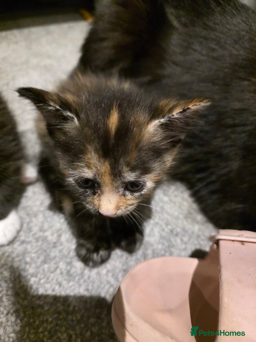 British Longhair cats for sale: 7 kittens boys and girls. British longhair cross  - Image 11