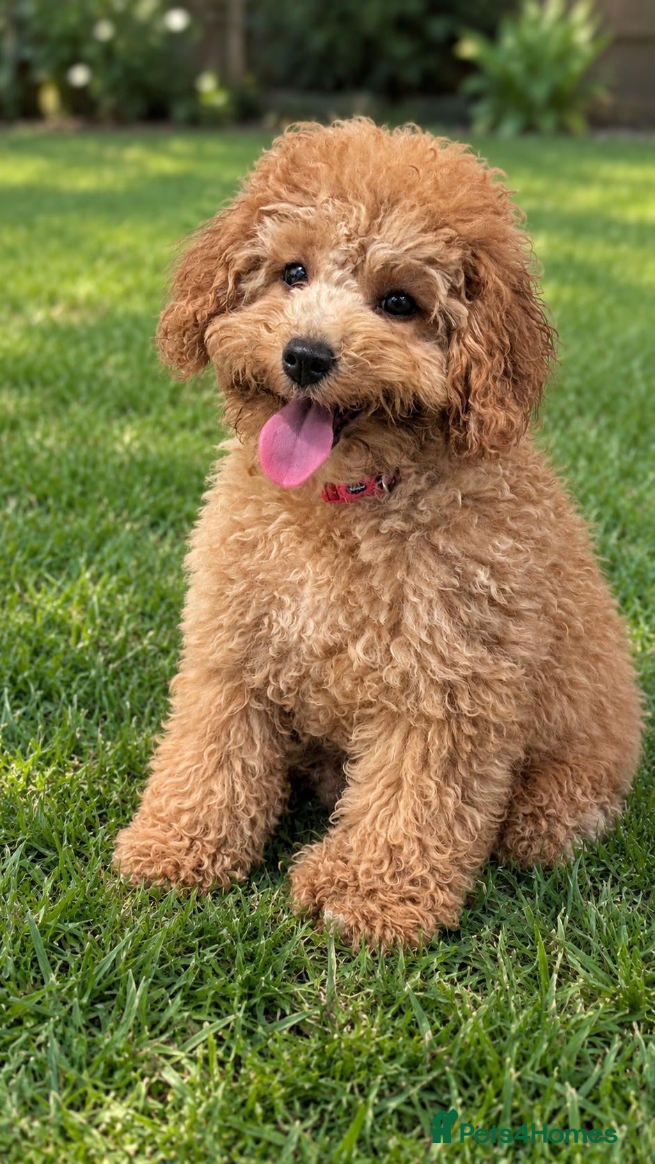 Cavapoo dogs Premium F1B Cavapoos (Puppy Culture/ENS) - Advert 1